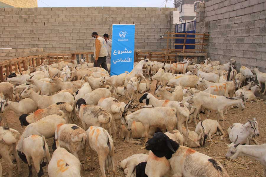 Qurbani Yemen 2023