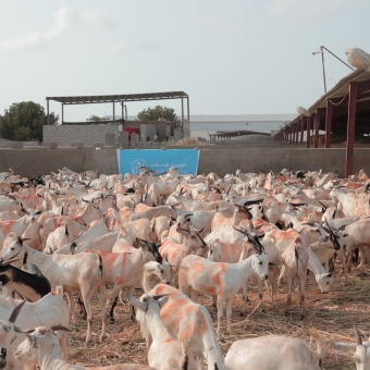 الوصول الإنساني تطلق حملة مشروع الأضاحي وكسوة العيد