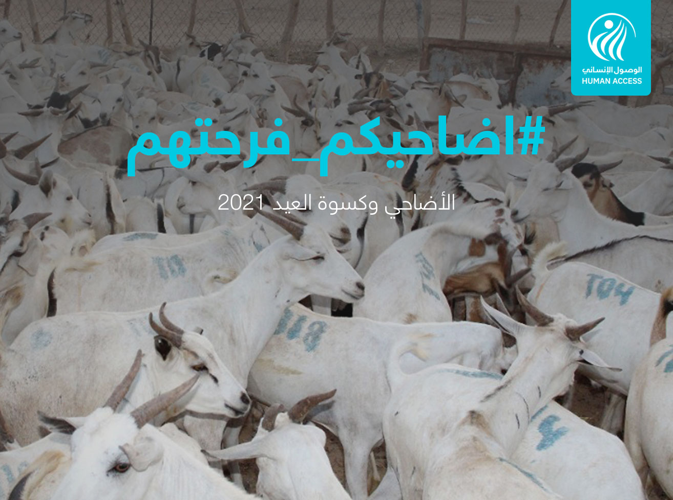 Qurban Yemen