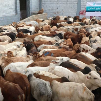 Aiming to target 200,000 households... HUMAN ACCESS is launching the Qurban campaign for the current year.