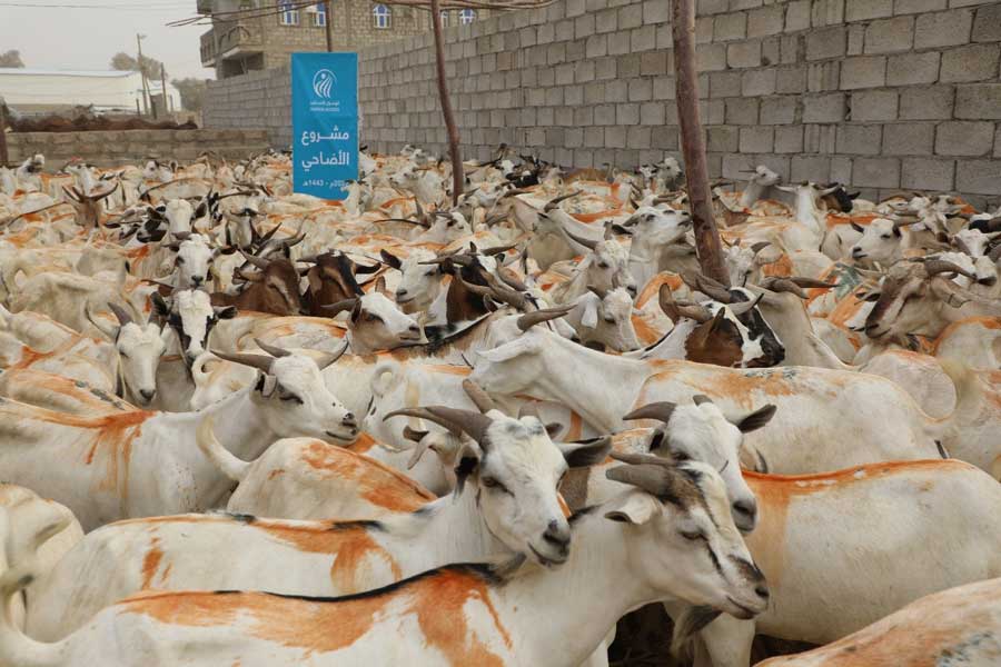 corban project Eid in Yemen