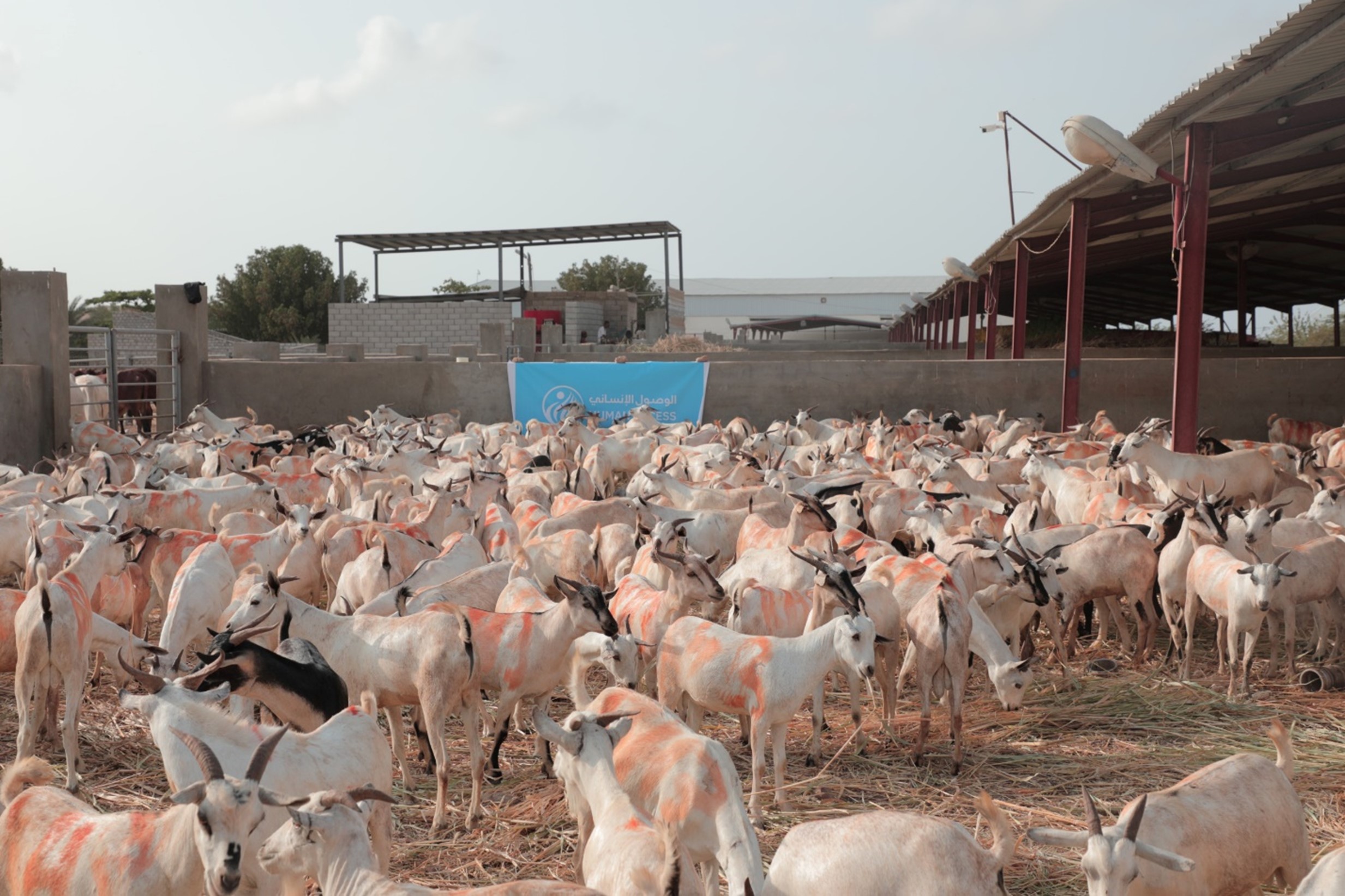 HUMAN ACCESS Launches the Sacrificial Meat and Eid Clothing Project Campaign