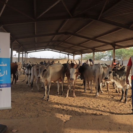 Over 15,000 People Benefit from Qurbani Meat Distribution in Djibouti